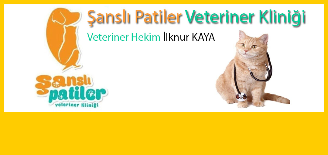 Baskil Veteriner Hekim Fiyat